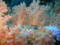   was amazed how good macro my new little Nikon Coolpix 5000 was. Using basic equipment delicate details colourful Maldivian corals could be captured. captured  